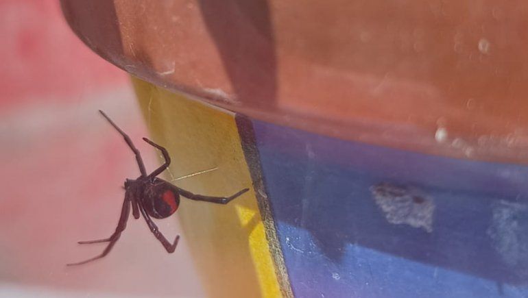 Alerta por el hallazgo de una viuda negra en Fernández Oro