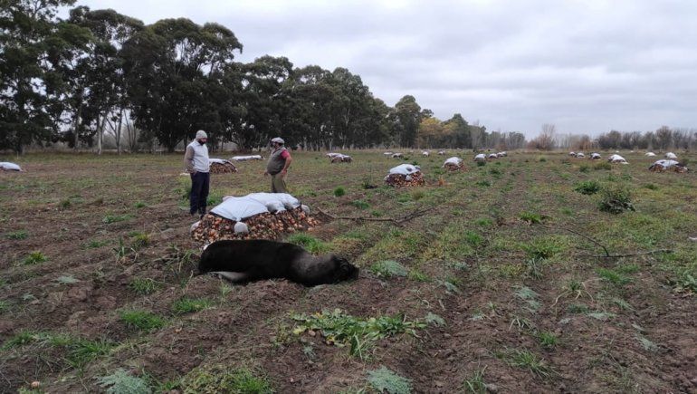Encontraron un lobo marino en una chacra de cebollas y lo rescataron