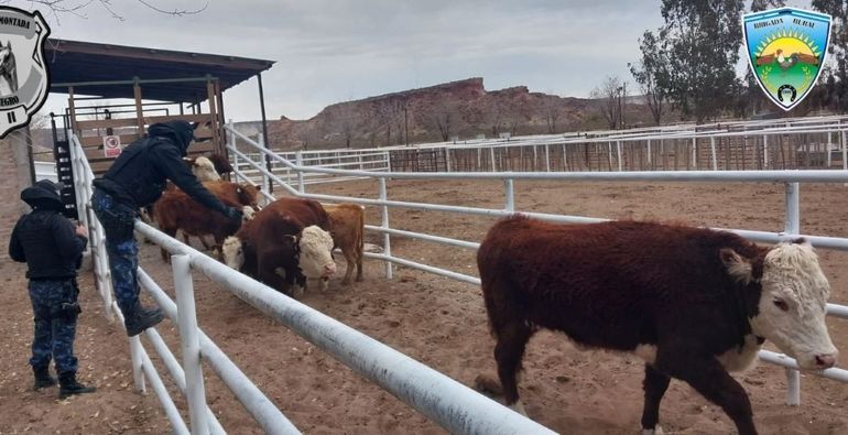 Los animales fueron secuestrados por efectivos de la Brigada Rural de Roca.&nbsp;