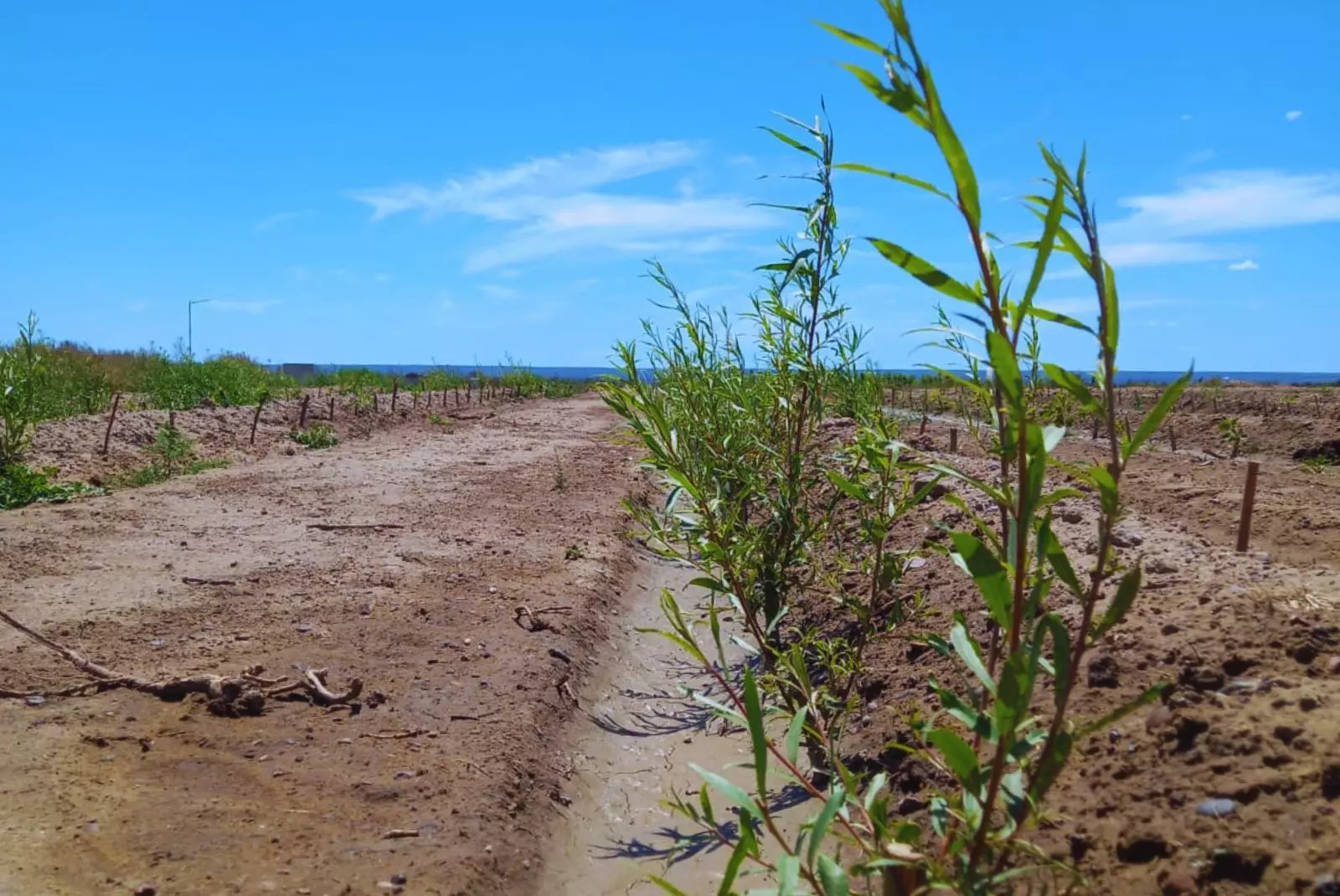 Avances en producción forestal: fresnos y aguaribay germinados con agua residual rica en nutrientes, optimizando recursos en zonas áridas.