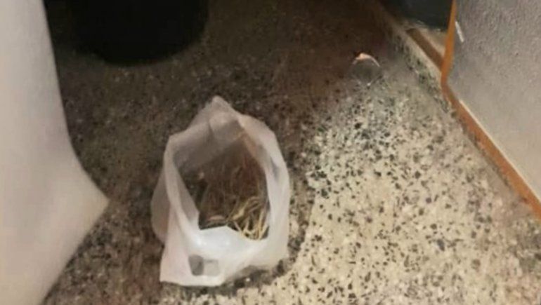 Secuestraron marihuana y una moto robada en un allanamiento