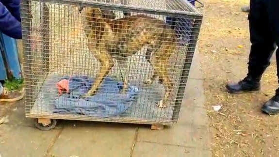 Rescataron un perro en situación de abandono en un allanamiento