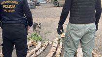 La Brigada de Investigaciones allanó el predio municipal y secuestró nueve plantas de marihuana.