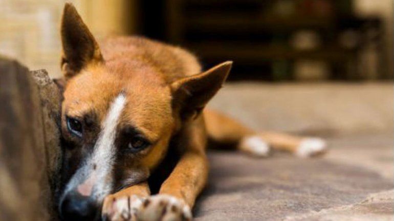 Municipio, Fiscalía y proteccionistas arman un acuerdo de trabajo para el refugio de la Isla Jordán