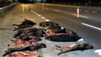 decomisaron 18 chanchos jabalies en un control de transito