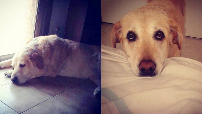 Buscan desesperadamente a Anis, una perra que se cayó al río Neuquén