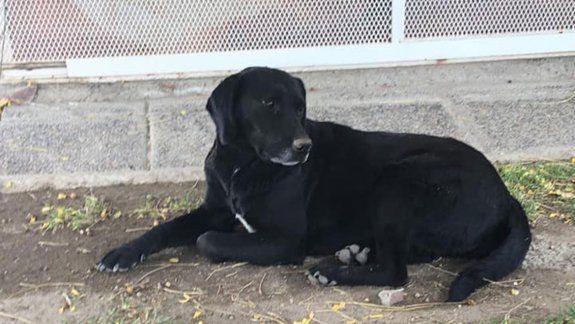 Vecinos enfrentados por perros sueltos en la calle