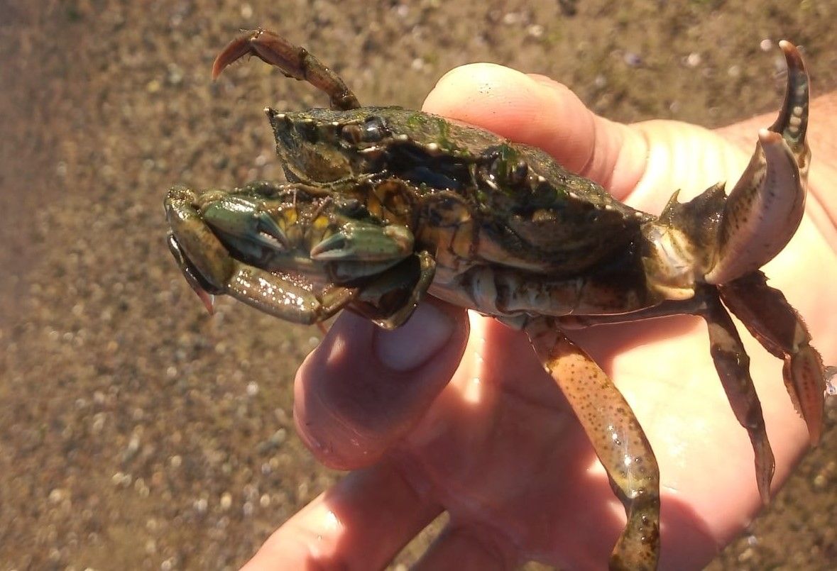 Estudian a un cangrejo invasor que llegó a la costa rionegrina