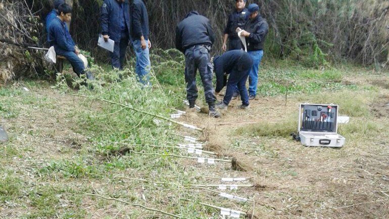 Los ejemplares de Cannabis sativa medían hasta 3 metros de altura.