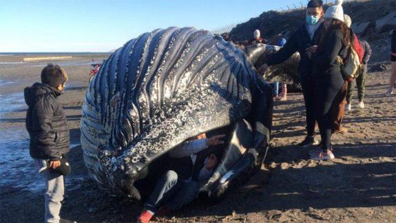 Se metieron en la boca de una ballena muerta para sacarse fotos