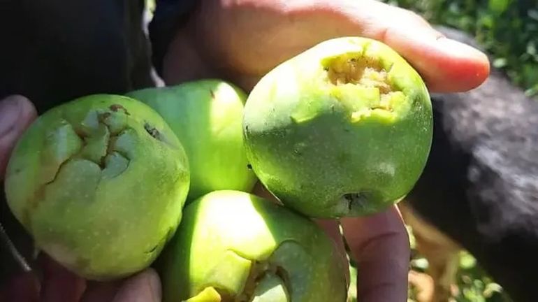 El granizo destruyó cultivos y dejó pérdidas millonarias. Foto: Gentileza.