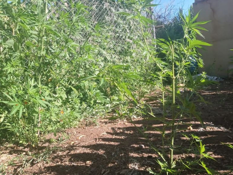 Las vigorosas plantas de Cannabis sativa fueron descubiertas en el patio de la vivienda allanada de Cordero. 