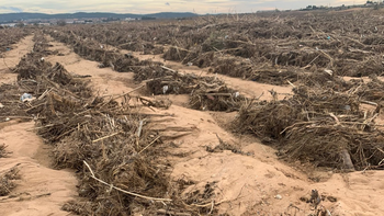 Viñas desnudas en un mundo que cada vez consume menos vino. | LMCipolletti.com Viñas desnudas en un mundo que cada vez consume menos vino.