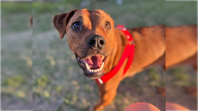 La jornada se desarrollará en la plaza San Martín el próximo sábado 25 de abril. Foto: Gentileza.