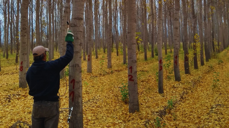 La introducción del álamo en los valles irrigados del norte de la Patagonia se realizó con el fin de amortiguar el impacto de las condiciones climáticas. Foto: INTA