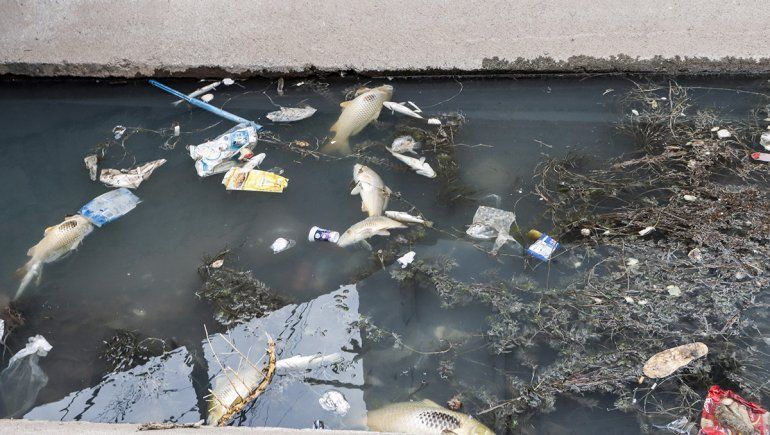 Hay acumulación de peces muertos en el canal y los vecinos están hartos del olor