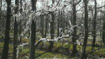 La helada afectó a la mayoría de los manzanos en Cipolletti.