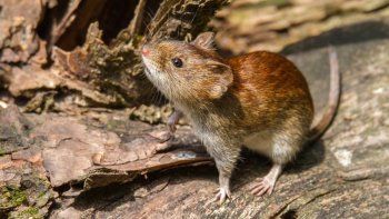alarma en loncopue: criancero de 24 anos murio por hantavirus 