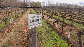 Este sábado, de 10 a 16 se desarrollará el Open Day en bodegas de Río Negro. Este sábado, de 10 a 16 se desarrollará el Open Day en bodegas de Río Negro.