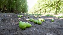La nueva línea de créditos está destinada a productores frutícolas de Río Negro con el objetivo de fortalecer la protección de las chacras. Foto: Archivo. La nueva línea de créditos está destinada a productores frutícolas de Río Negro con el objetivo de fortalecer la protección de las chacras. Foto: Archivo.