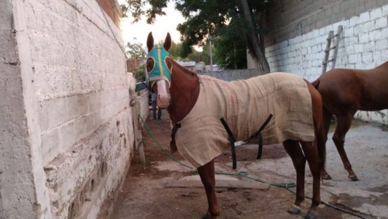 Rescataron en Río Negro una yegua robada en un hipódromo de La Pampa
