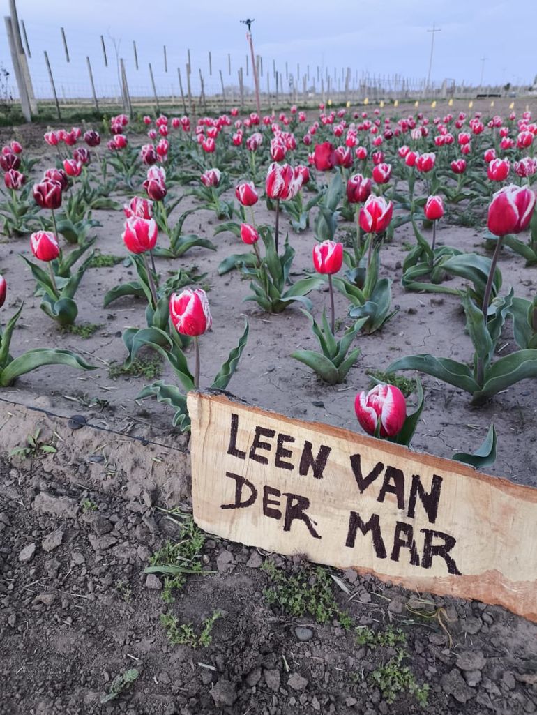 La plantación de los bulbos requiere una rigurosa planificación para calcular su florecimiento en los últimos días de septiembre. La plantación de los bulbos requiere una rigurosa planificación para calcular su florecimiento en los últimos días de septiembre.
