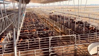 Luego de alcanzar máximos históricos, el mercado ganadero entra en una fase de ajuste. Qué factores explican la desaceleración de los precios en las últimas semanas. | LMCipolletti.com Luego de alcanzar máximos históricos, el mercado ganadero entra en una fase de ajuste. Qué factores explican la desaceleración de los precios en las últimas semanas.