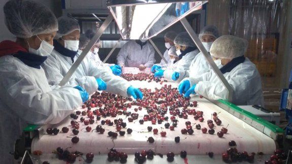 Gobierno y empresas preparan la cosecha de cerezas