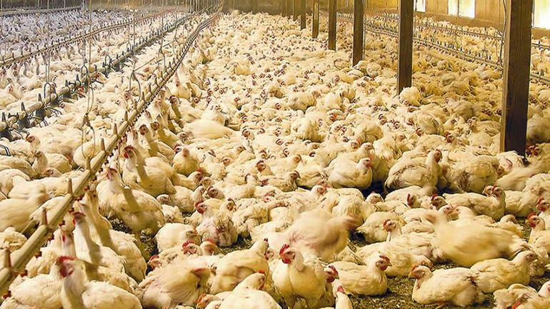 Gripe aviar: ¿Cuáles son los riesgos para la salud?