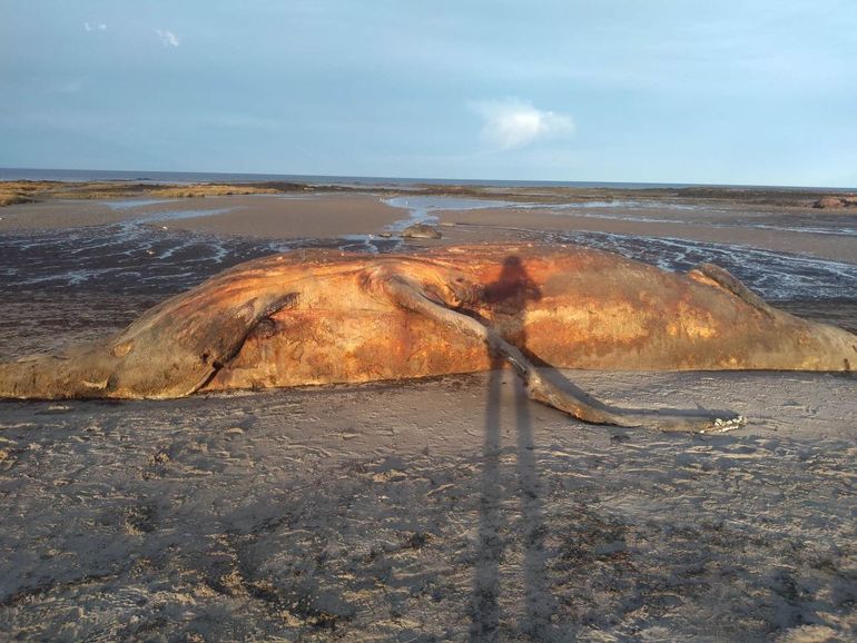 Una ballena se pudre al sur de Las Grutas e inquieta a los vecinos