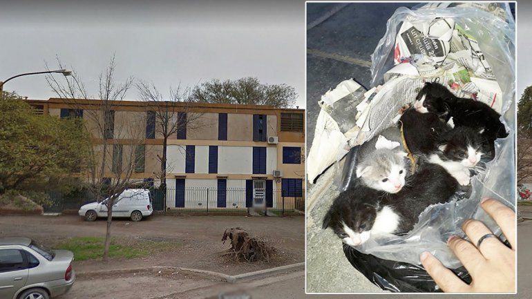 Horror: encontraron 4 gatitos recién nacidos con vida en una bolsa de basura