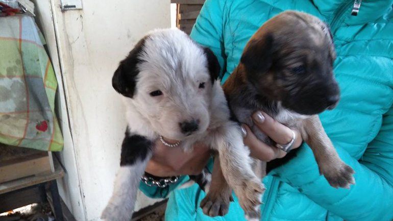 Dos de los cachorros que necesitarán de una familia que los ampare.
