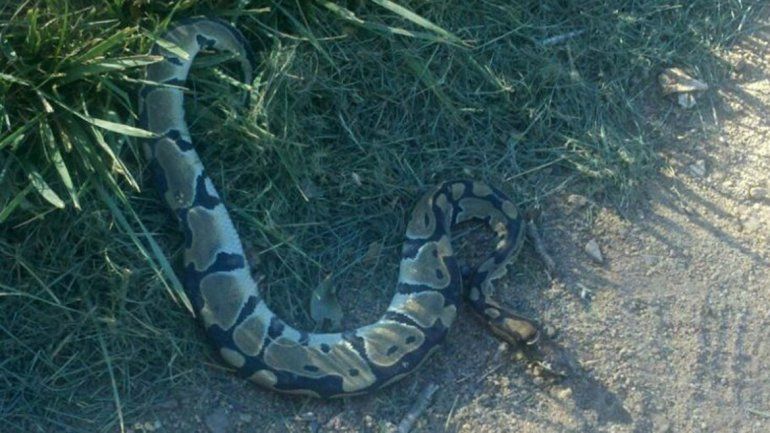 Una vecina encontró el reptil mientras caminaba por la plaza del barrio.