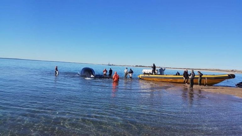 El momento del rescate de una hermosa ballena. Foto NoticiasNet.