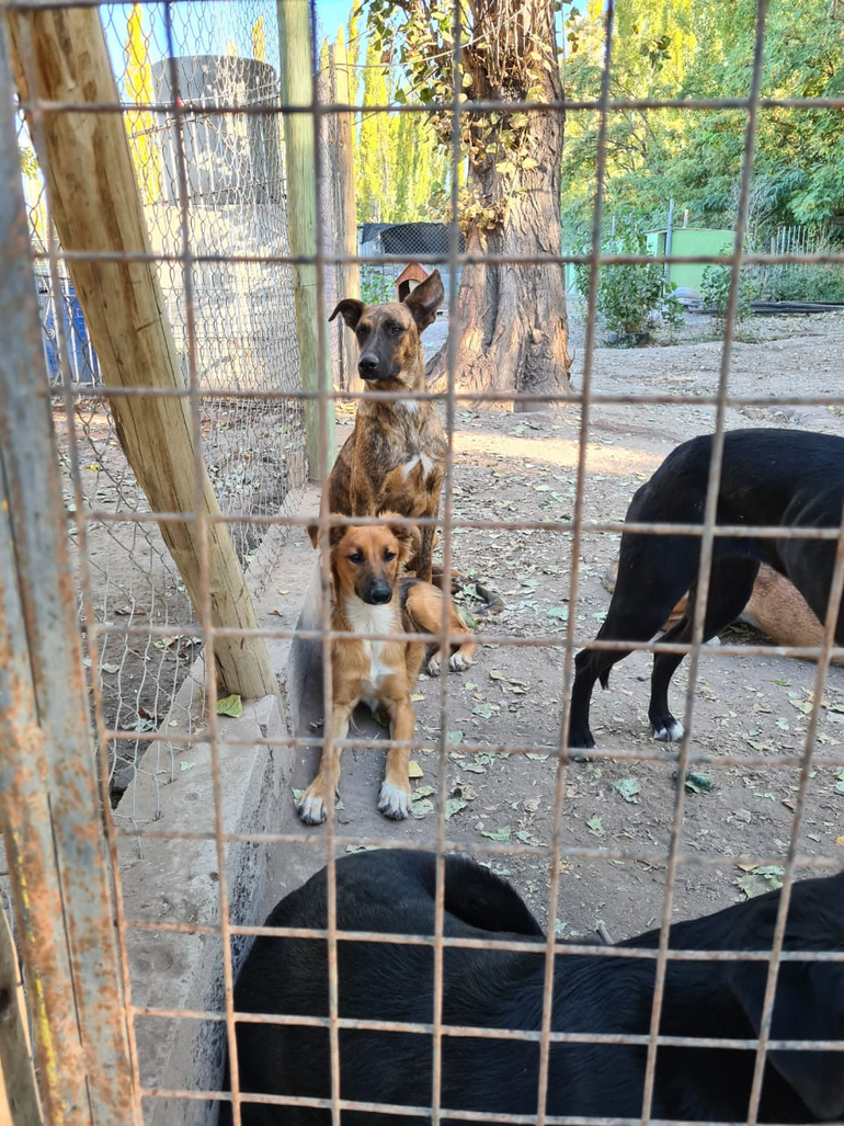 ¡Van primeros! Votá a los perritos rescatados de Cipolletti que tienen hambre