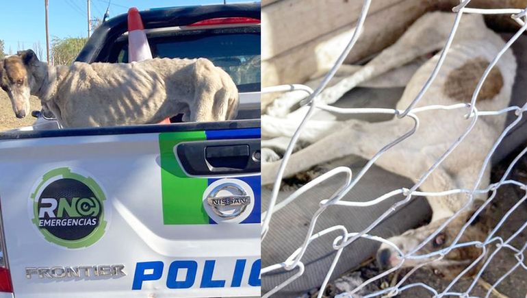 Rescataron a un galgo que tenían enjaulado y desnutrido