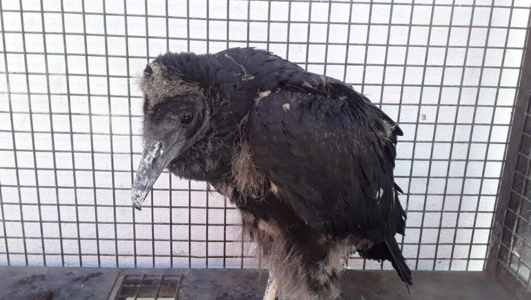 Ave carroñera fue a parar al balcón de un edificio