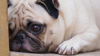 como prevenir el estres de la pirotecnia en los animales