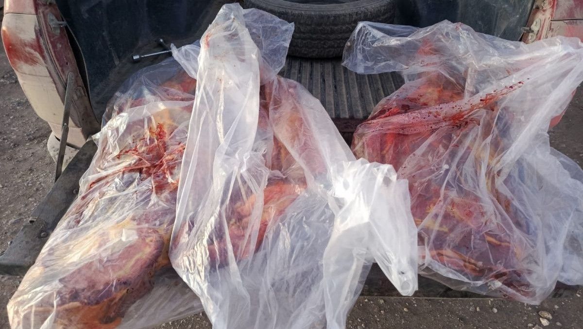 Distintos cortes de carne de caballo eran transportados en una camioneta que fue interceptada en Río Colorado. Se trata de producto de la faena clandestina, informó la Policía.&nbsp;