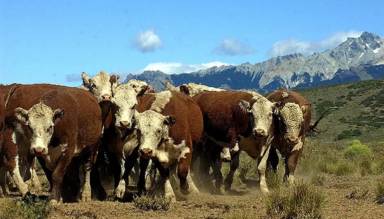 Los ganaderos patagónicos satisfechos con la medida de no flexibilizar la barrera.