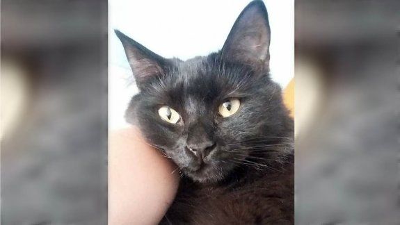 Mutilaron a la gatita Cielo y la tiraron en una plaza