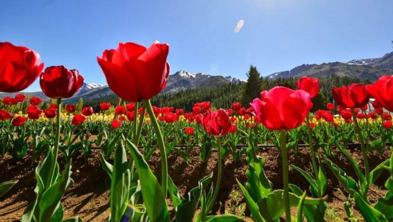 Un nuevo campo de tulipanes en la zona cómo atractivo turístico para conocer: dónde queda