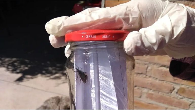 Las vinchucas se distribuyen en una amplia zona de Río Negro