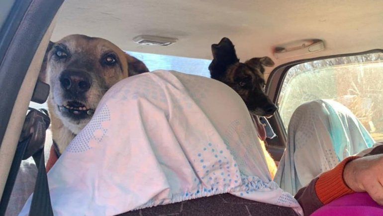Caballito, Tigre y la historia de dos amigos inseparables que hallaron un hogar juntos
