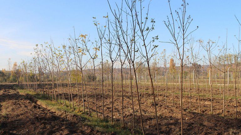 Cipolletti ganó un concurso con un plan para reforestar la Isla Jordán