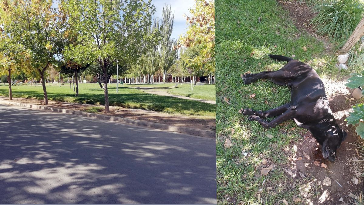 Odia a los perritos del barrio y los envenena: ya hay 8 muertos