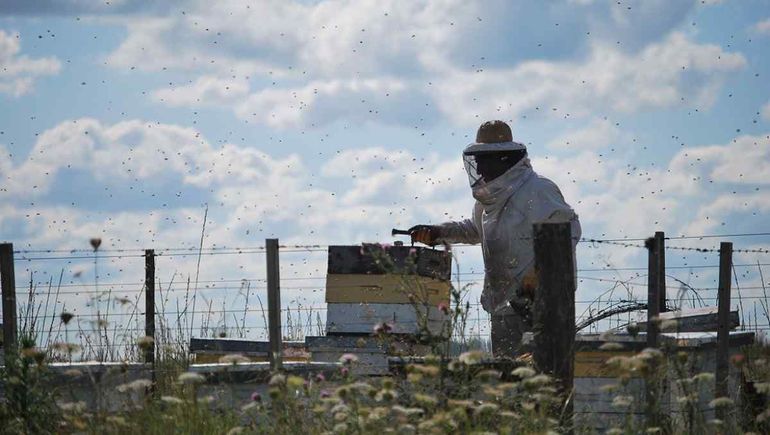 En la provincia hay unas 50 mil colmenas activas.