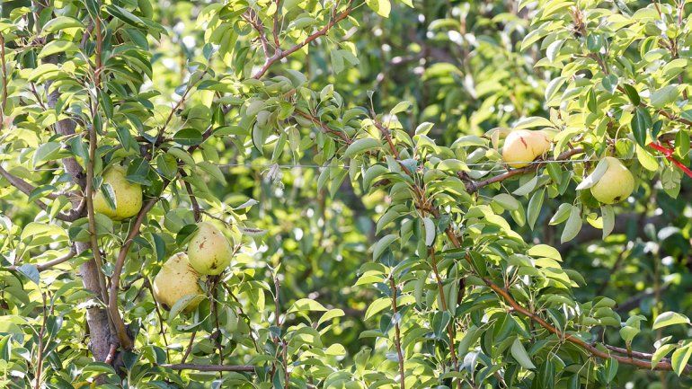 Los productores orenses piden diálogo por el código de planeamiento urbano