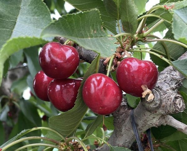 Las cerezas del norte de la Patagonia están pasando un muy buen momento.