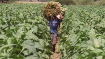 Una sociedad rural retiró insumos sin pagar y deberá afrontar un pagaré de más de 200 mil dólares. Una sociedad rural retiró insumos sin pagar y deberá afrontar un pagaré de más de 200 mil dólares.